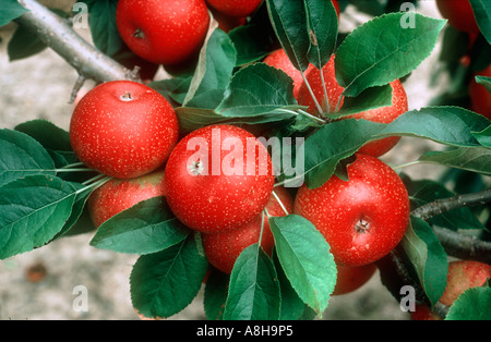 Bright red apples on the trees part of a plant breeding program USA Stock Photo