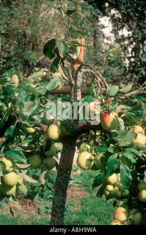 Small apple tree main trunk broken with heavy weight of fruit Stock Photo