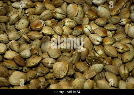 Live steamer clams display in Pike Place Market, Seattle, Washington, USA Stock Photo