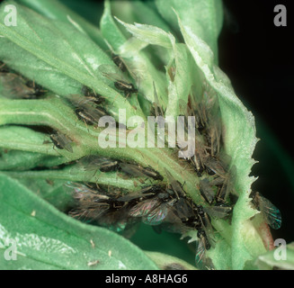 Black bean aphid Aphis fabae alates on broad bean leaves Stock Photo