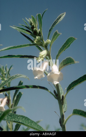 Sesame plant flower against a blue tropical Thailand sky Stock Photo