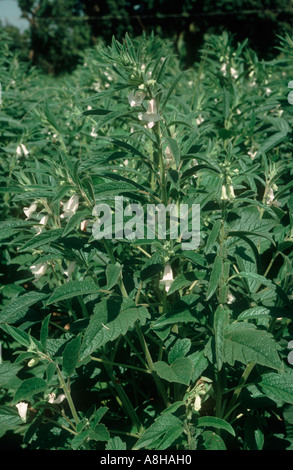 Sesame crop in flower Thailand Stock Photo