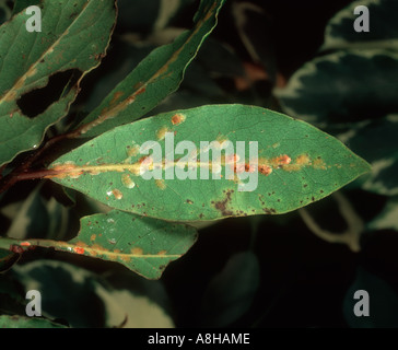 Soft Brown Scale Insect Coccus hesperidum on bay laurel leaf Stock Photo