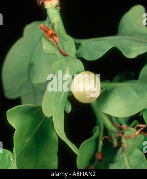 Oak leaf cherry gall cynipid Cynips quercusfolii gall on young oak leaf in spring Stock Photo