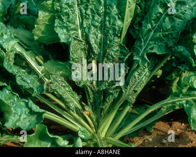 Black bean aphid Aphis fabae infestation on sugar beet with virus distortion Stock Photo