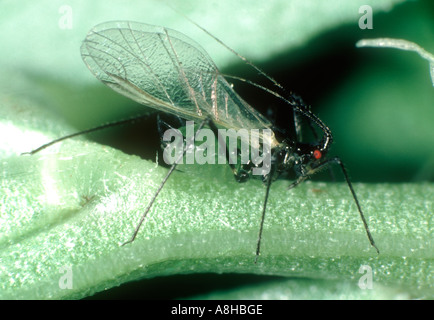 Vetch aphid Megoura viciae alate winged adult on a field bean stem Stock Photo