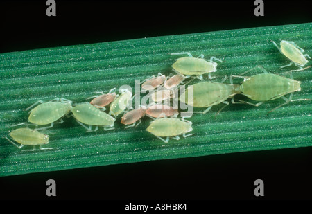 Rose grain aphids Metopolophium dirhodum on a barley leaf with grain ...