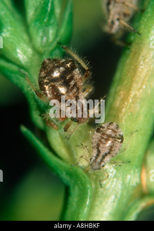 Cypress aphid Cinara cupressi on cypress leaves Stock Photo