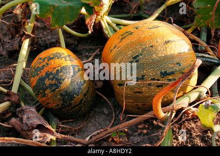 Cucurbits Stock Photo