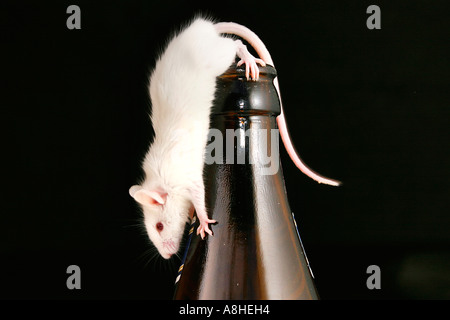 White mouse on a beer bottle Stock Photo