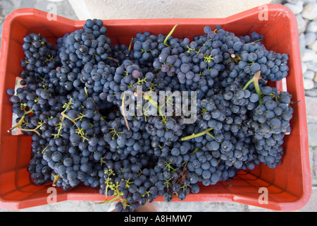 Freshly picked Pinot grapes ready for pressing Stock Photo