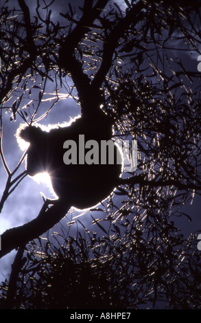 Koala Phascolarctos cinereus adustus in a eucalyptus tree silhouetted against the sun Stock Photo