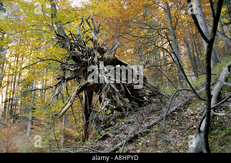 tree roots in the forest Stock Photo - Alamy