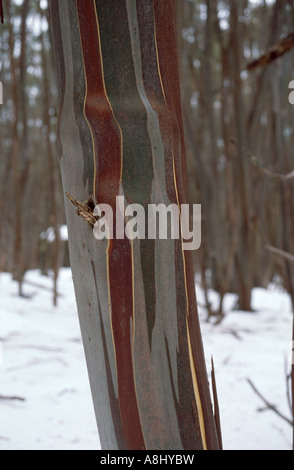 Snow gum close-up - euclaypt bark in snow Stock Photo
