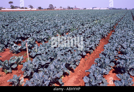 Commercial broccoli crop in Australia Stock Photo