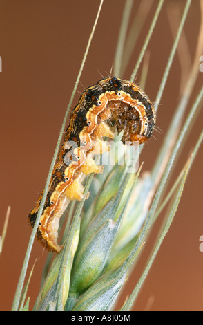 Pest caterpillar, budworm, on wheat head Stock Photo
