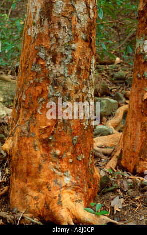 Bark and roots of Australian rainforest tree Stock Photo - Alamy