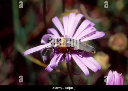 Australian plague soldier beetle Stock Photo