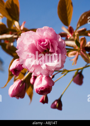 Close up of beautiful pink cherry tree buds and flowering blossom in the spring season, UK Stock Photo