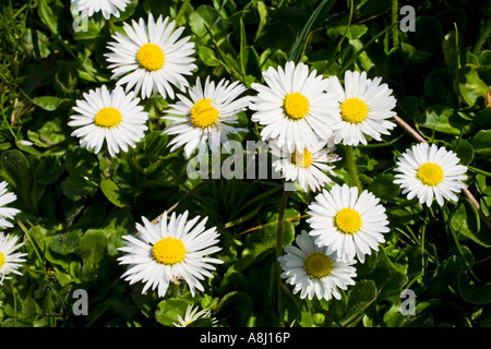 Common Daisy - Bellis Perennis Stock Photo