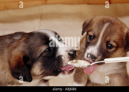 dog birth : two half breed puppies 25 days licking junket yoghurt from spoon Stock Photo