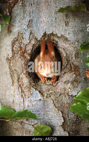 European red squirrel - looking out of hollow trunk / sciurus vulgaris Stock Photo