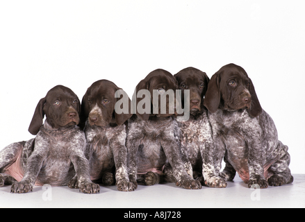 German Shorthaired Pointer. Five puppies sitting next to each other. Studio picture against a white background Stock Photo