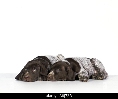 German Shorthaired pointer dog - two puppies lying - cut out Stock Photo