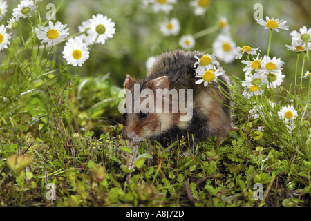 European hamster between daisies / Cricetus cricetus Stock Photo