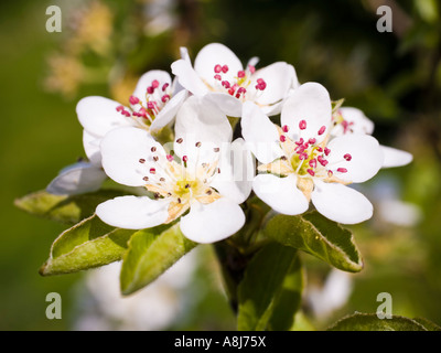 Wild cherry tree prunus avium blossom spring UK Stock Photo