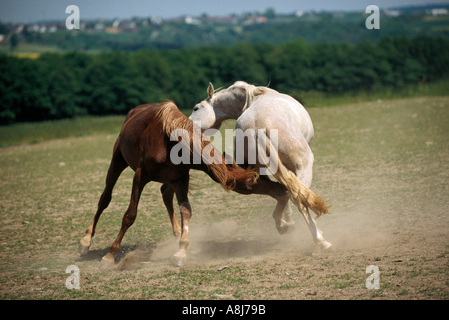 two Arabian horses - young stallions fighting Stock Photo