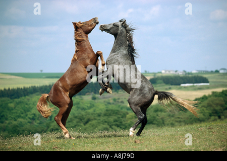 two Arabian horses - young stallions fighting Stock Photo