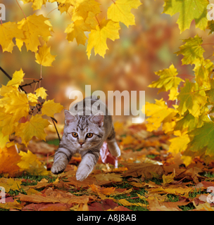 British Shorthair. Ktten jumping in autumn leaves Stock Photo