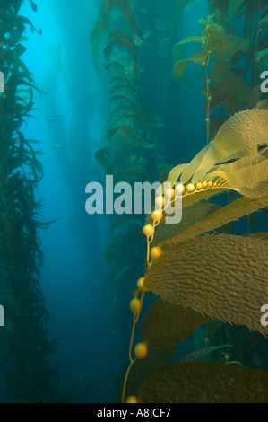 Kelp at Little Boiler divesite Pyramid Cove San Clemente Island ...