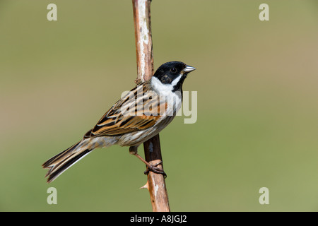 Reed bunting Emberiza schoeniclus perched on old dried stem looking alert with nice out of focus background potton bedfordshire Stock Photo
