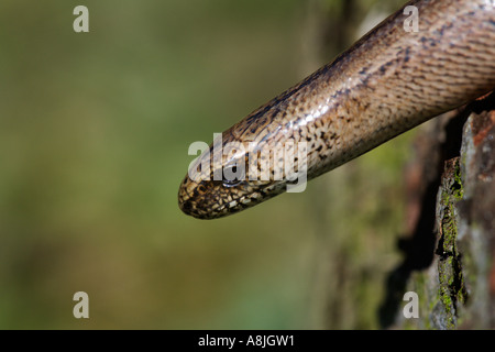 Slow worm Anguis fragilis close up detail picture of head and eye with nice out of focus background leicestershire Stock Photo