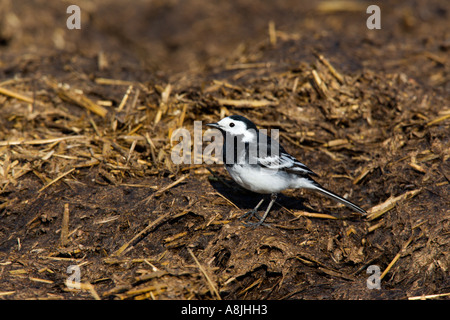 Pied wagtail Motacilla alba stood looking alert on muck heap ashwell hertfordshire Stock Photo