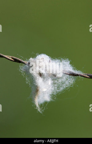 Sheeps wool on barbed wire with nice out of focus background potton bedfordshire Stock Photo