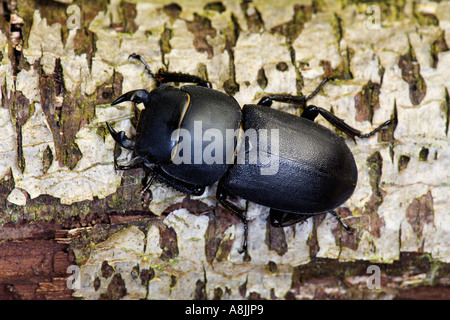 Lesser Stag Beetle Dorcus parallelipipedus on bark potton bedfordshire Stock Photo