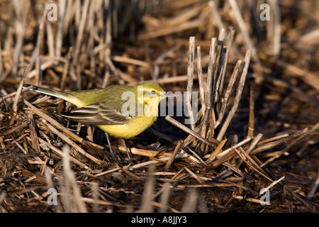 Yellow wagtail Motacilla flava feeding on muck heap ashwell hertfordshire Stock Photo