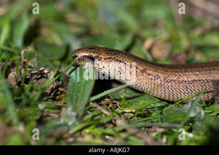 Slow Worm Anguis fragilis detail of head in grass leicestershire Stock Photo