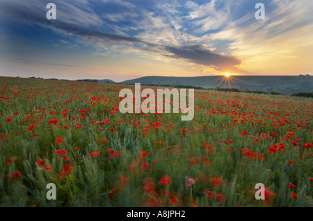 poppies growing in amongst a field of wheat on an organic farm nr Corton Denham at dawn Somerset England UK Stock Photo