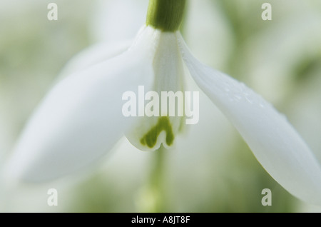 Close up of a single bloom of Snowdrop or Galanthus nivalis Stock Photo