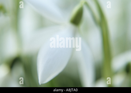 Defocussed close up of a single bloom of Snowdrop or Galanthus nivalis Stock Photo
