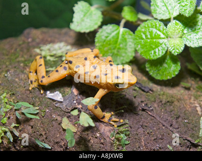 Panamanian Golden Frog Atelopus zetecki Elle Valle Panama Stock Photo