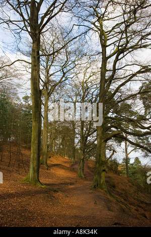 Beech Trees in woodland at Alderley Edge in Cheshire Stock Photo