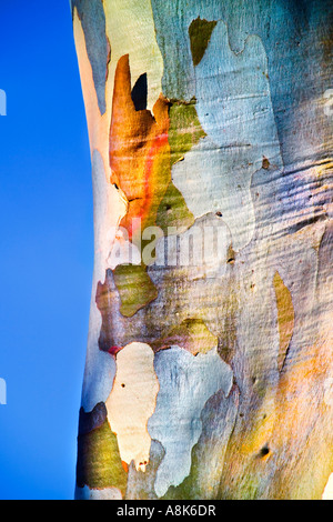 close up of eucalpytus bark on tree trunk with painterly pattern, Australia Stock Photo