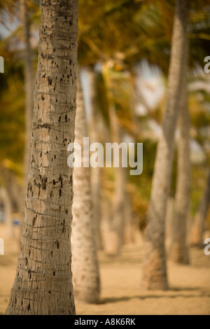 Anaehoomalu Beach on Big Island of Hawaiiʻs North Kona Coast and palm tree grove Stock Photo
