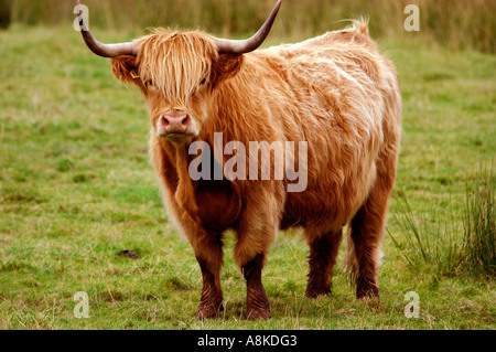 Ginger highland cow looking forward at camera Stock Photo - Alamy