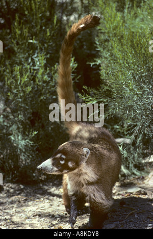 White nosed Coati Nasua narica Captive Stock Photo